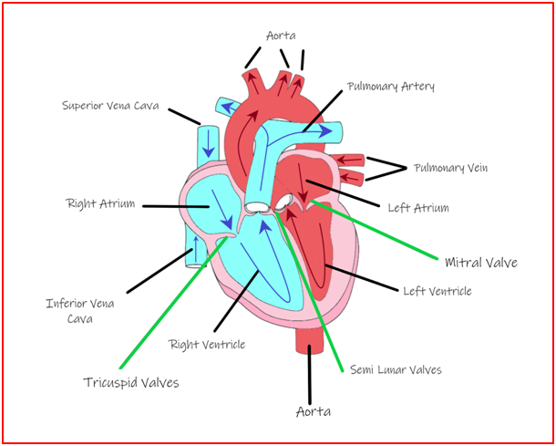 Science Lesson On Circulatory System